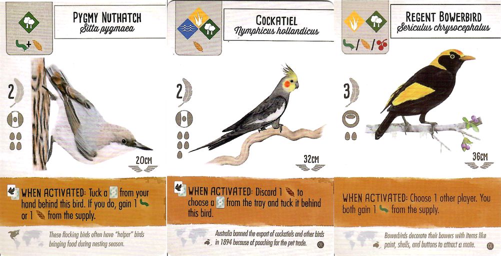Birds